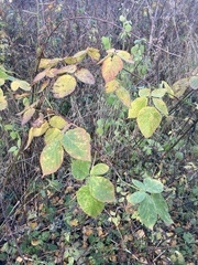 Rubus idaeus