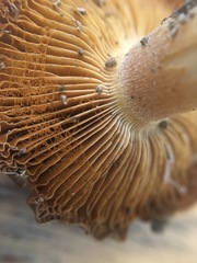 Cortinarius phalarus