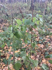 Leonurus quinquelobatus