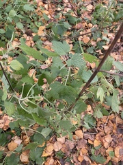 Leonurus quinquelobatus