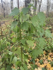 Leonurus quinquelobatus