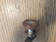 Cortinarius phalarus