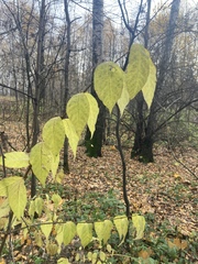 Euonymus verrucosus