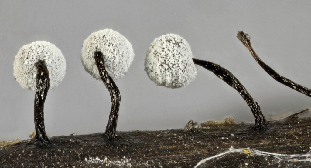 Didymium megalosporum