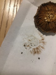 Cortinarius phalarus