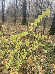 Euonymus verrucosus