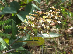 Miconia fallax