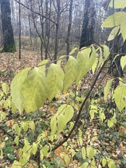 Euonymus verrucosus