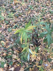 Artemisia vulgaris