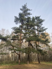 Pinus sylvestris