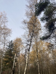 Betula