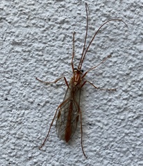 Ophion obscuratus