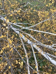 Betula