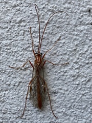 Ophion obscuratus