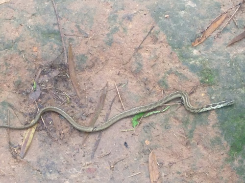 Photo of a Pampas Snake (Tomodon dorsatus)