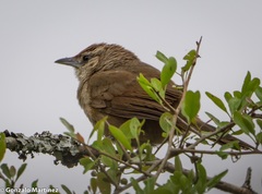 Phacellodomus rufifrons