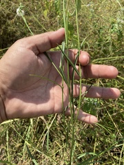 Sida linifolia