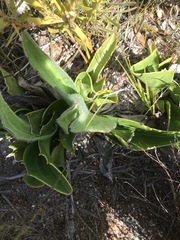 Mairia coriacea