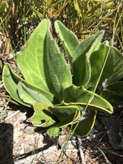 Mairia coriacea