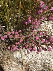 Erica barbigeroides