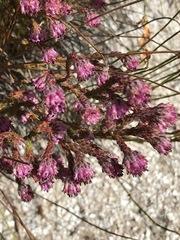 Erica barbigeroides
