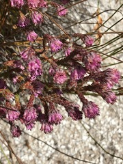 Erica barbigeroides