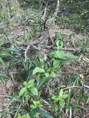 Lonicera involucrata