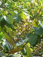 Miconia fallax