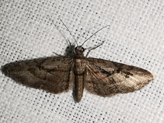 Eupithecia ericeata