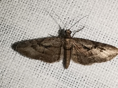 Eupithecia ericeata