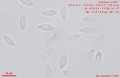 Hymenoscyphus immutabilis