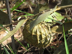 Duguetia furfuracea