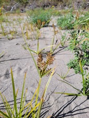 Cyperus esculentus leptostachyus