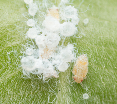 Ctenarytaina longicauda