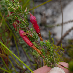 Erica monadelphia