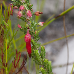 Erica monadelphia