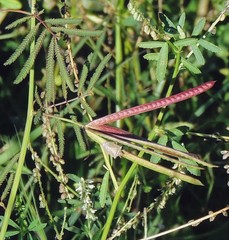 Desmanthus acuminatus