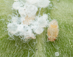 Ctenarytaina longicauda