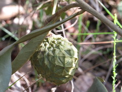 Duguetia furfuracea