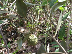 Duguetia furfuracea