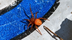Araneus iviei