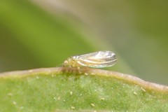 Blastopsylla occidentalis