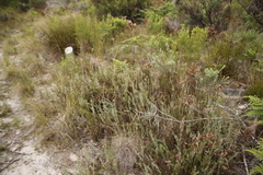 Thamnochortus fruticosus