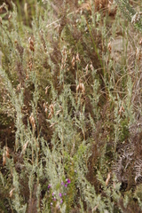 Thamnochortus fruticosus