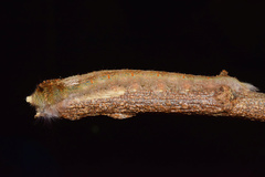 Leipoxais peraffinis