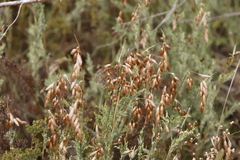 Thamnochortus fruticosus