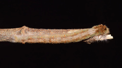 Leipoxais peraffinis