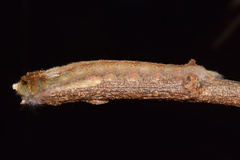 Leipoxais peraffinis