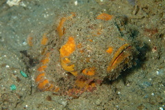 Scorpaenopsis macrochir