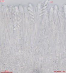 Hymenoscyphus immutabilis